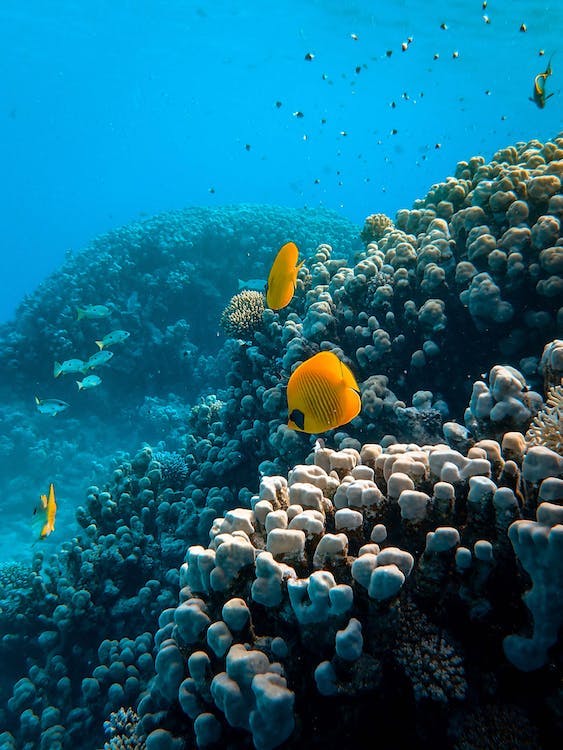 colorful Egyptian coral reef