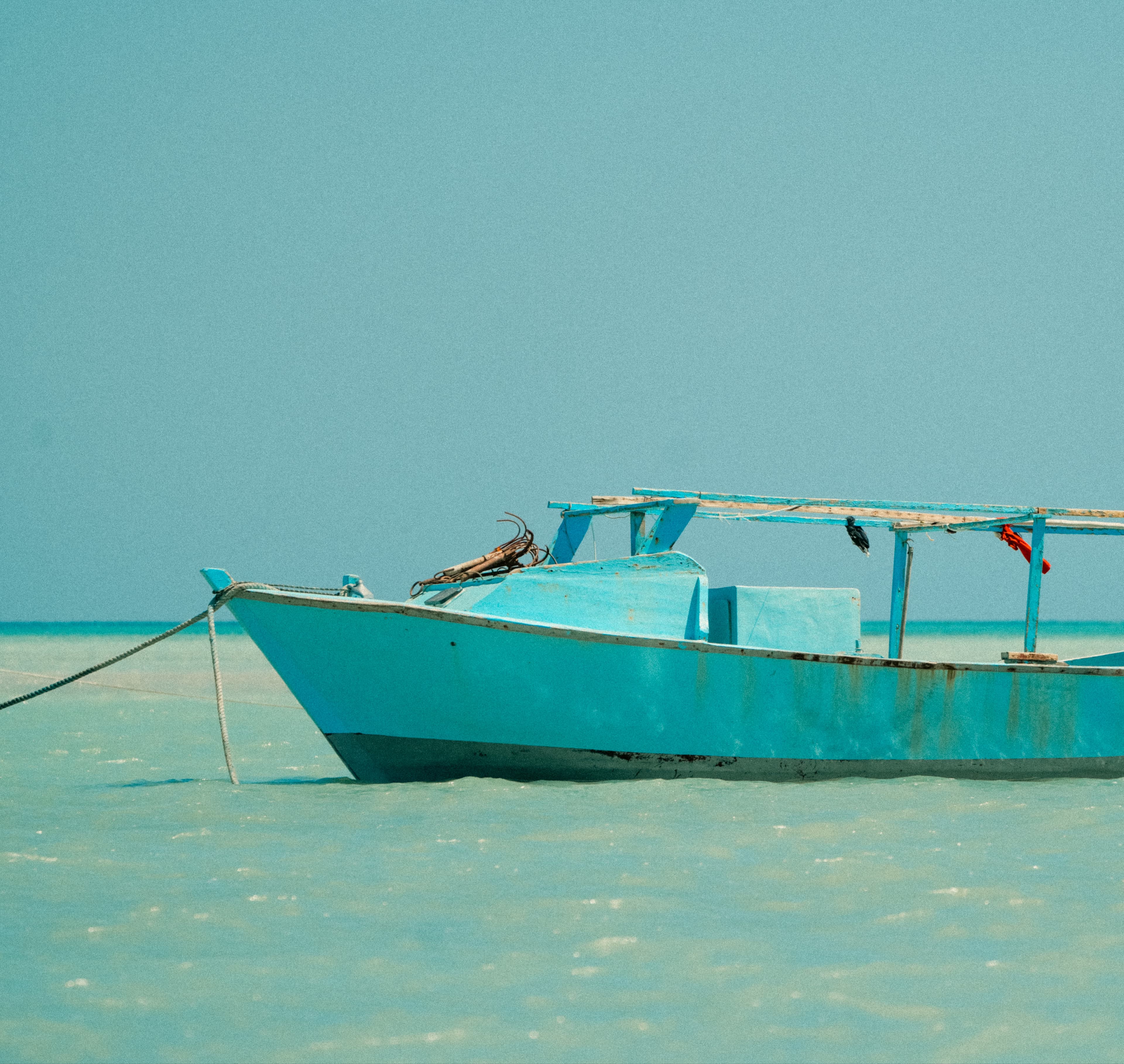 camels laying on sand with pyramids in the background