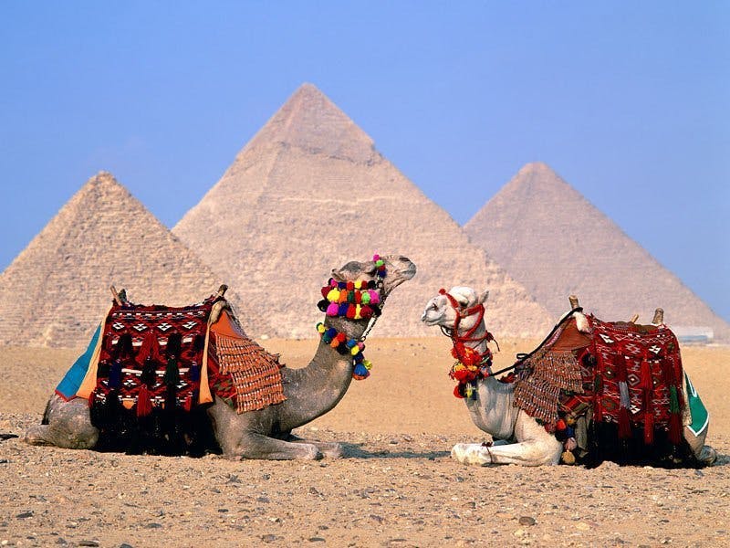 camels laying on sand with pyramids in the background
